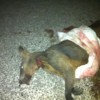 Animal found mutilated by residents.
